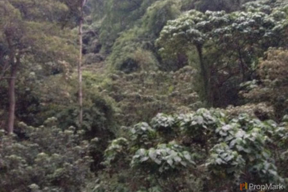 傲龍軒 - 相片 8